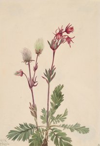 Prairie-Smoke Sieversia ciliata, 1921. by Mary Vaux Walcott