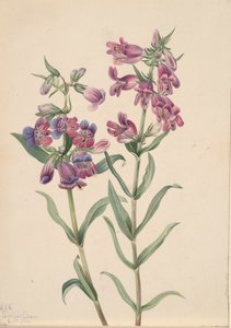 Prairie Pentstemon Pentstemon erianthera, 1923. by Mary Vaux Walcott