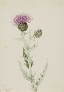  by Mary Vaux Walcott