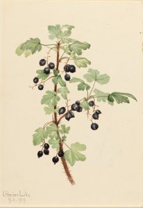  by Mary Vaux Walcott