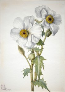  by Mary Vaux Walcott