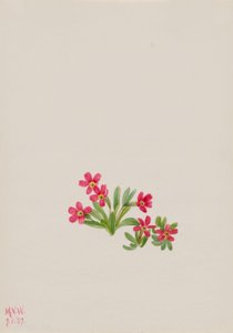  by Mary Vaux Walcott