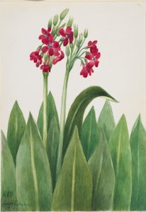 Çuha Çiçeği (Primula parryi) by Mary Vaux Walcott