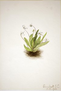 Çuha Çiçeği Menekşesi (Viola primulifolia) by Mary Vaux Walcott