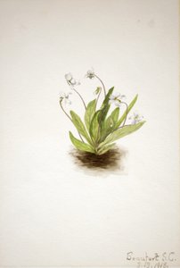 Primrose Violet Viola primiifolia, 1918. by Mary Vaux Walcott