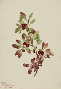  by Mary Vaux Walcott