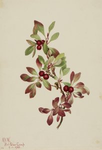 Ptarmiganberry Arctous alpina, 1922. by Mary Vaux Walcott