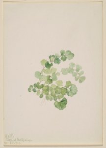 Puccoon (Lithospermum ruderale) by Mary Vaux Walcott