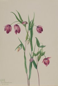  by Mary Vaux Walcott