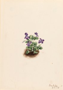 Mor Dağ Menekşesi Viola adunca, 1918.