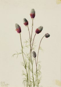Mor Çayır Üçgülü (Petalostemon purpureum) by Mary Vaux Walcott