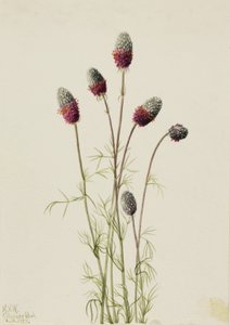 Mor Çayır Yoncası Petalostemon purpureum, 1927. by Mary Vaux Walcott