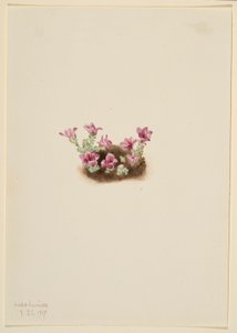  by Mary Vaux Walcott