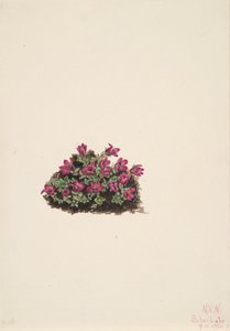 Mor Saxifrage Saxifraga oppositifolia, 1924. by Mary Vaux Walcott
