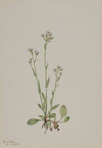  by Mary Vaux Walcott