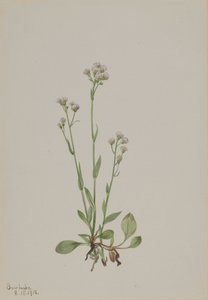 Pussy-Toes Antennaria racemosa, 1918. by Mary Vaux Walcott
