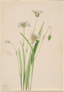  by Mary Vaux Walcott
