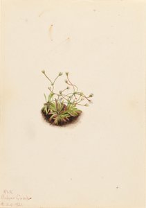  by Mary Vaux Walcott