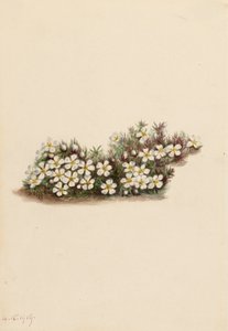 Pyxie Pyxidanthera barbulata, 1919. by Mary Vaux Walcott