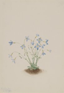 Quakerladies (Houstonia caerulea) by Mary Vaux Walcott