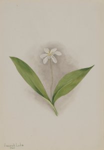  by Mary Vaux Walcott