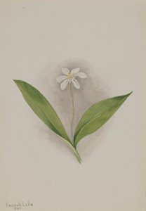 Queencup Clintonia uniflora, 1902. by Mary Vaux Walcott