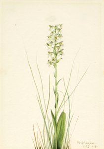 Düzensiz Saçaklı-Orkide Habenaria yırtık, 1918 by Mary Vaux Walcott