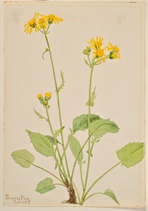  by Mary Vaux Walcott