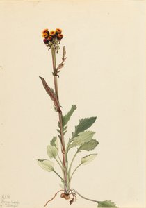 Rayless Groundsel Senecio pauciflorus, 1921. by Mary Vaux Walcott