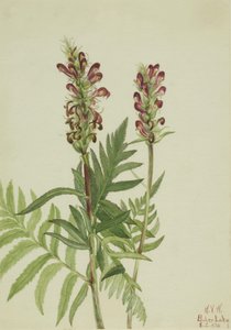  by Mary Vaux Walcott