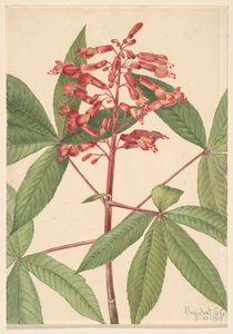 Kızıl Buckeye Aesculus pavia, 1918. by Mary Vaux Walcott