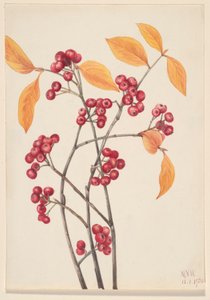 Kırmızı Chokeberry (Aronia arbutifolia) by Mary Vaux Walcott
