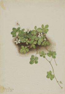  by Mary Vaux Walcott