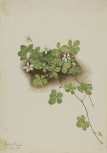 Kırmızı Böğürtlen Rubus Pedatus, 1918. by Mary Vaux Walcott