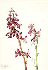  by Mary Vaux Walcott