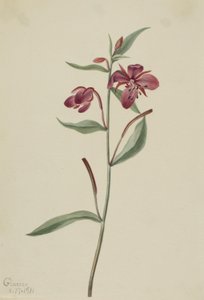  by Mary Vaux Walcott