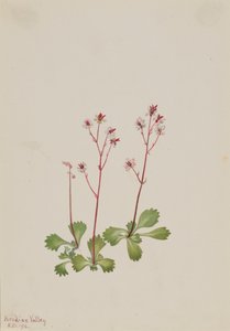 Redstem Saxifrage Saxifraga lyallii, 1916. by Mary Vaux Walcott