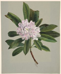  by Mary Vaux Walcott