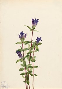 Nehir kıyısı Gentian Gentiana affinis, 1924 by Mary Vaux Walcott