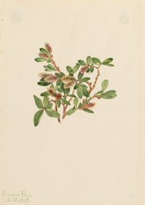  by Mary Vaux Walcott