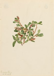 Kaya Söğüt Salix petrophila, 1917. by Mary Vaux Walcott