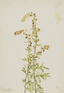  by Mary Vaux Walcott