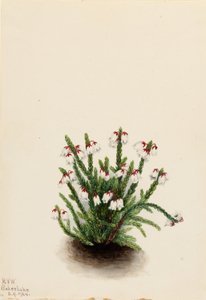  by Mary Vaux Walcott