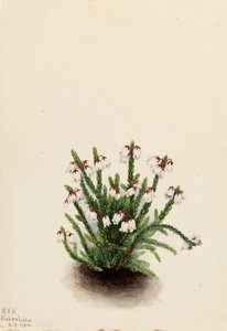 Rocky Mountain Cassiope Cassiope mertensiana, 1924. by Mary Vaux Walcott