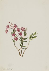  by Mary Vaux Walcott