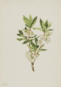  by Mary Vaux Walcott