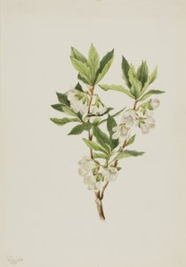 Rocky Mountain Rhododendron Rhododendron albiflorum, 1901. by Mary Vaux Walcott