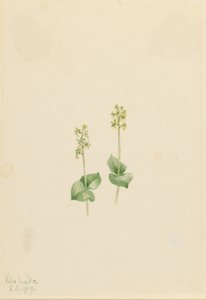 Rocky Mountain Twayblade (Ophrys necrophylla) by Mary Vaux Walcott