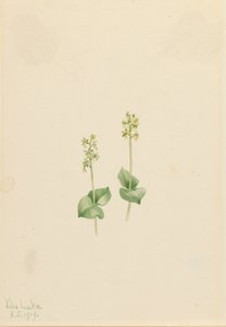 Rocky Mountain Twayblade Ophrys necrophylla, 1919. by Mary Vaux Walcott