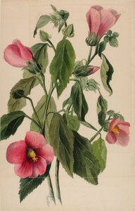  by Mary Vaux Walcott